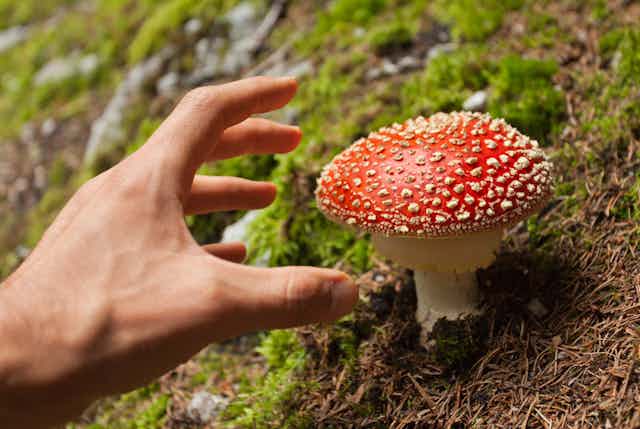 hand reaches for mushroom with red cap with white dots