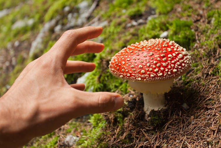 From Magic Mushrooms to Big Pharma
