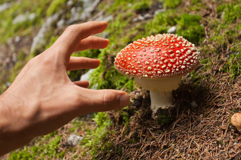 hand reaches for mushroom with red cap with white dots