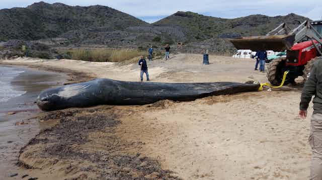 La Red de Varamientos de la Región de Murcia retira el cadáver de un cachalote.