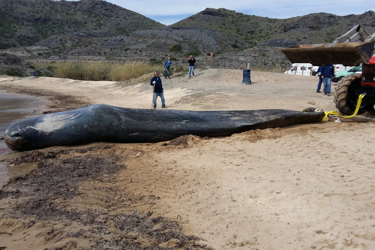 La Red de Varamientos de la Región de Murcia retira el cadáver de un cachalote.