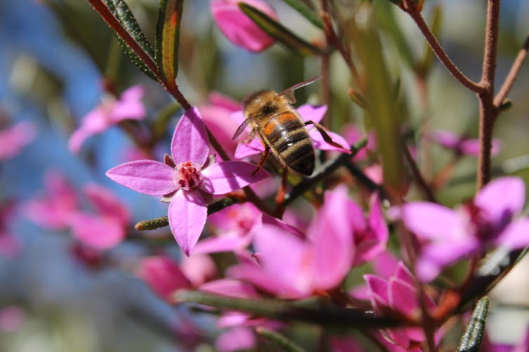 Closeup photograph of a honeybee collecting pollen from a purple flower
