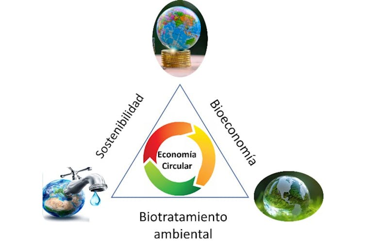 Triángulo de la economía circular: sostenibilidad, bioeconomía y biotratamiento ambiental.