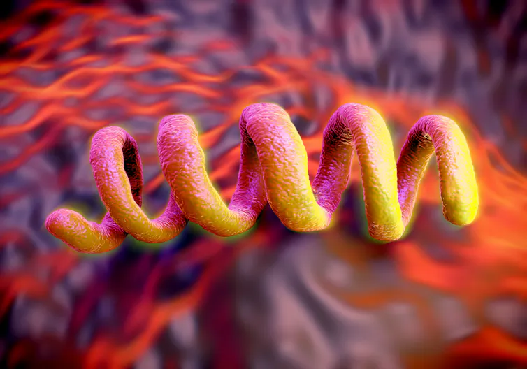 A digital drawing of the bacterium Treponema pallidum