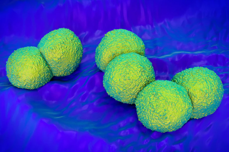 A digital rendering of the bacterium which causes gonorrhoea
