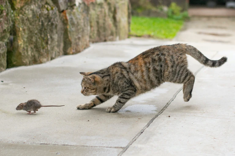 Gato persigue a un ratón.