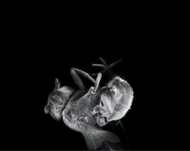 Dead fruit fly curled up on its back