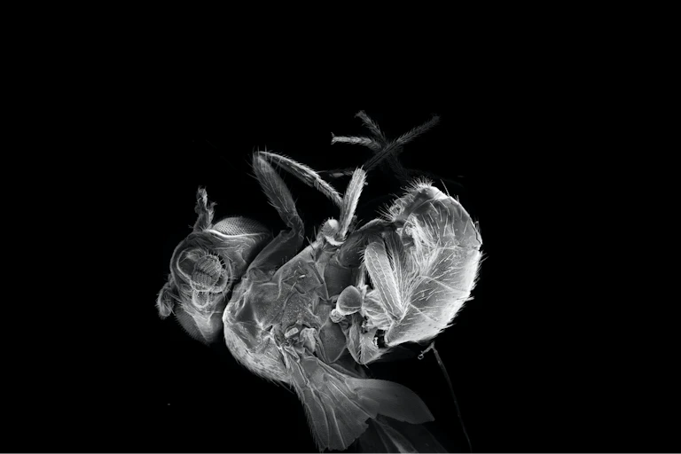 Dead fruit fly curled up on its back