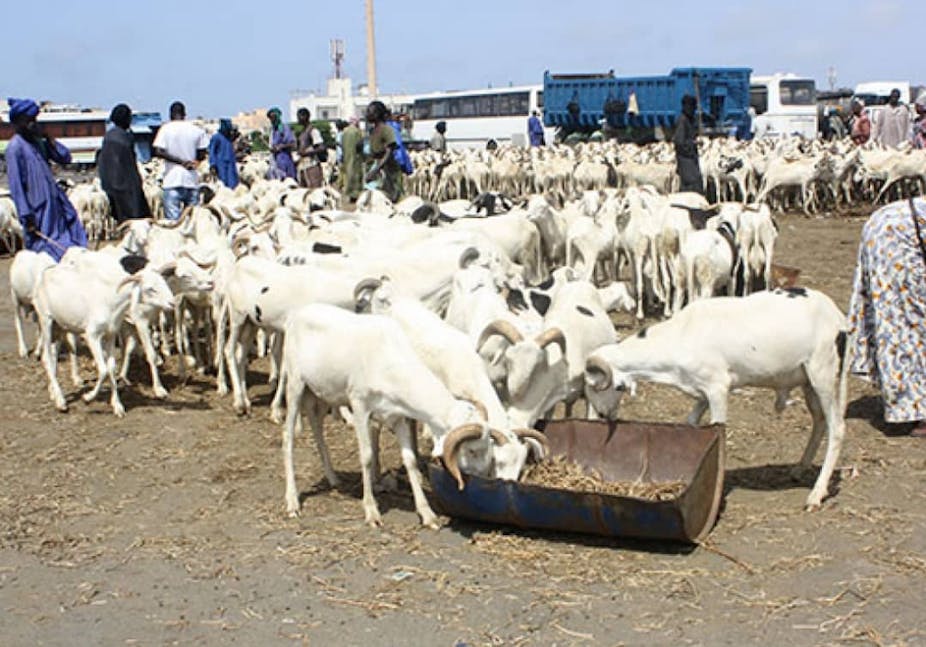 Un grand nombre de béliers blancs sur une place au Sénégal