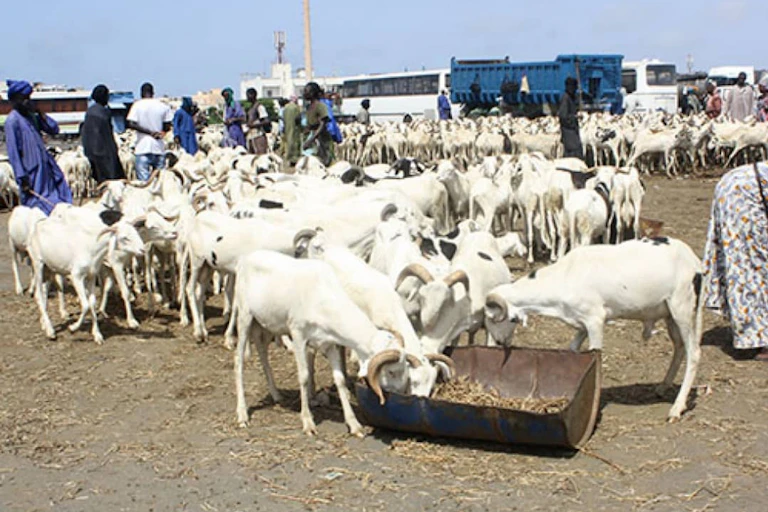 Un grand nombre de béliers blancs sur une place au Sénégal