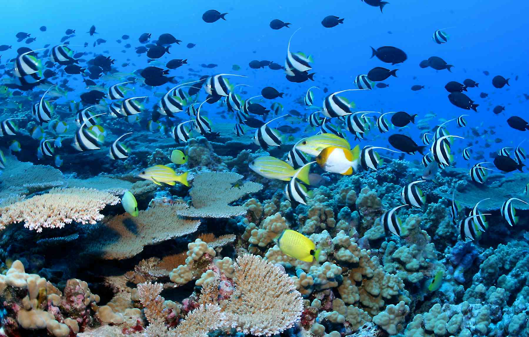الشعاب المرجانية مهددة بارتفاع درجات حرارة المحيط.
