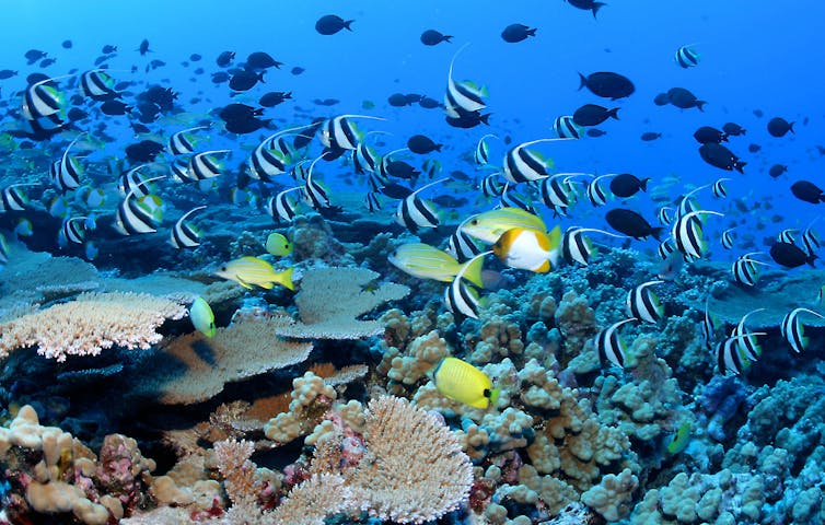Schools of striped tropical fish swim through a coral reef.