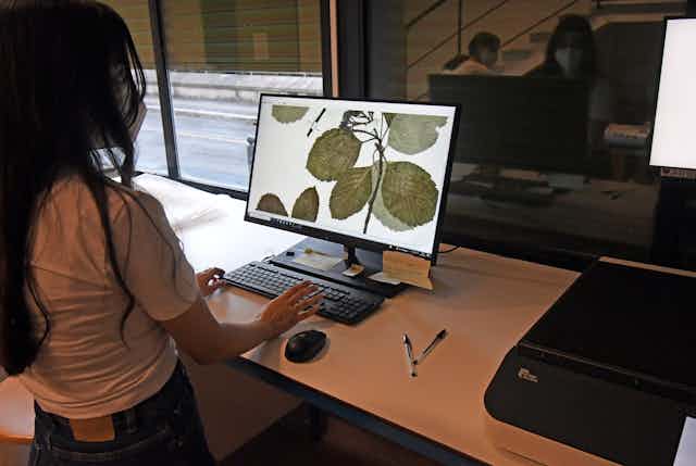 A technician views images of dried plants on a computer screen.