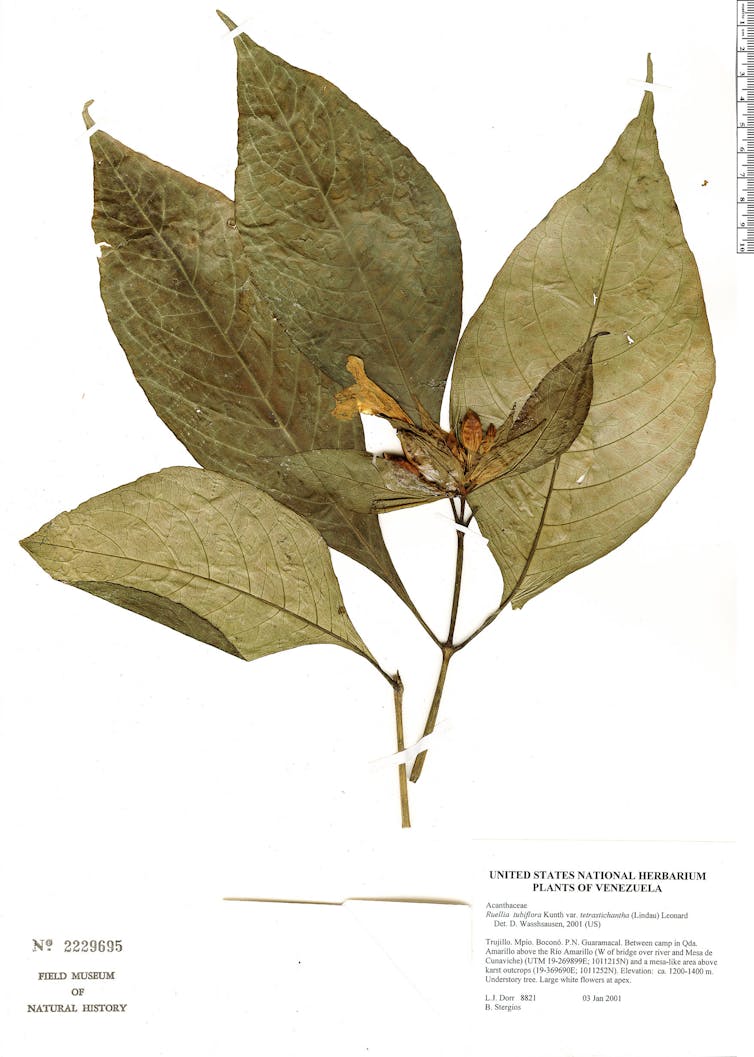 A dried plant with four large leaves and a flower, captioned with a scientific description.