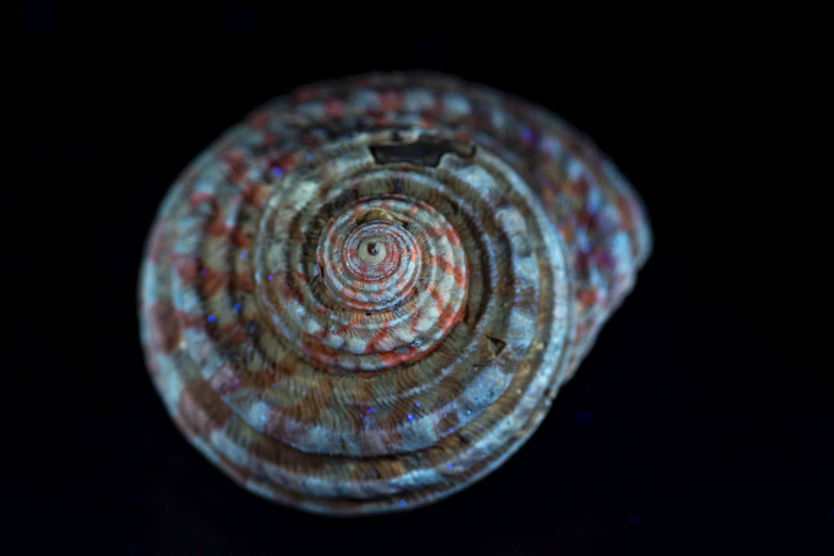 un coquillage à rayures bleues et rouges