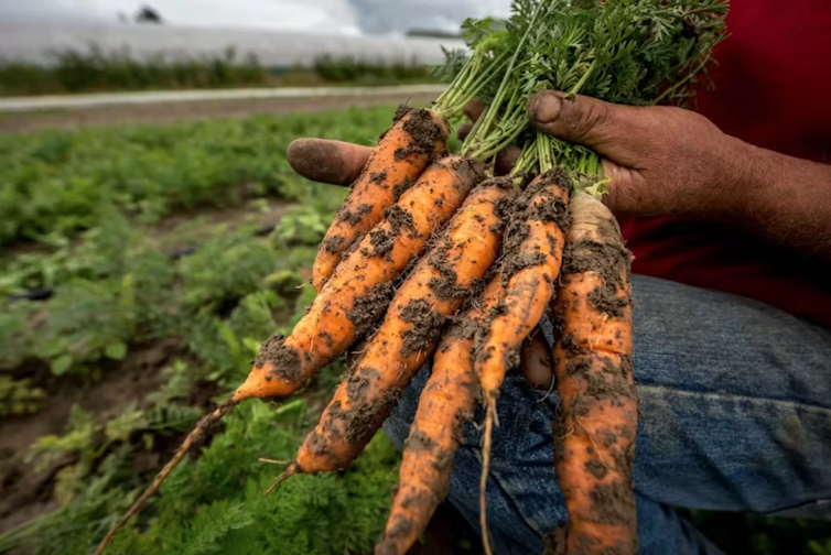 main qui tient des carottes pleines de terre dans un champ