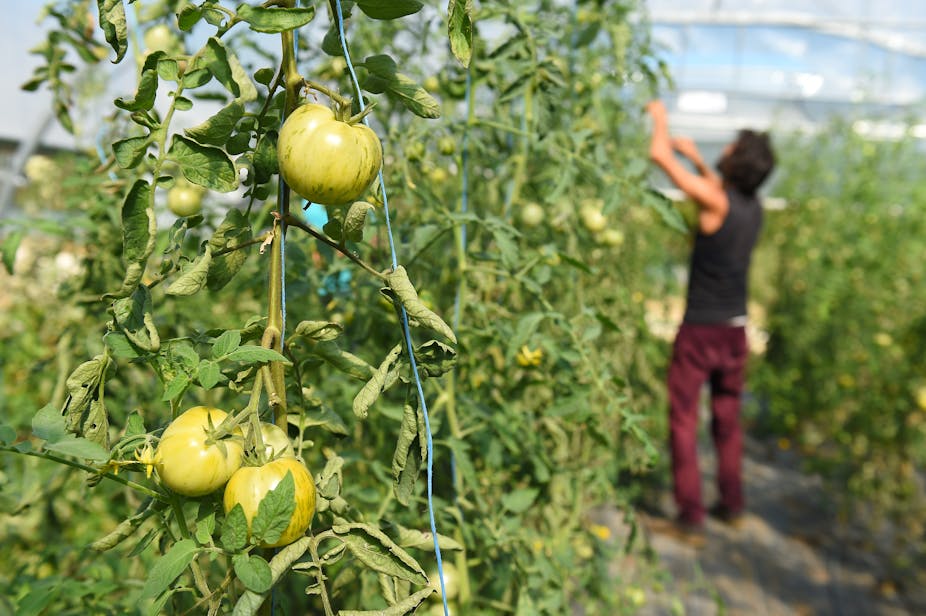 plant de tomates avec un agriculteur en arrière plan