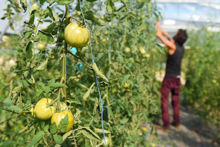 plant de tomates avec un agriculteur en arrière plan