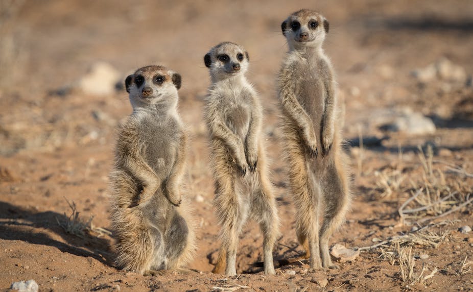 Three meerkats standing shortest to tallest