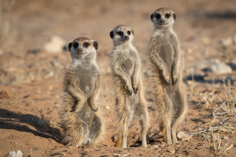 Three meerkats standing shortest to tallest