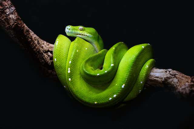 Una serpiente verde enrollada en la rama de un árbol.