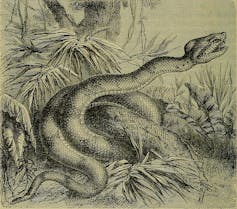 Dibujo de una serpiente enrollada en una rama y atacando.