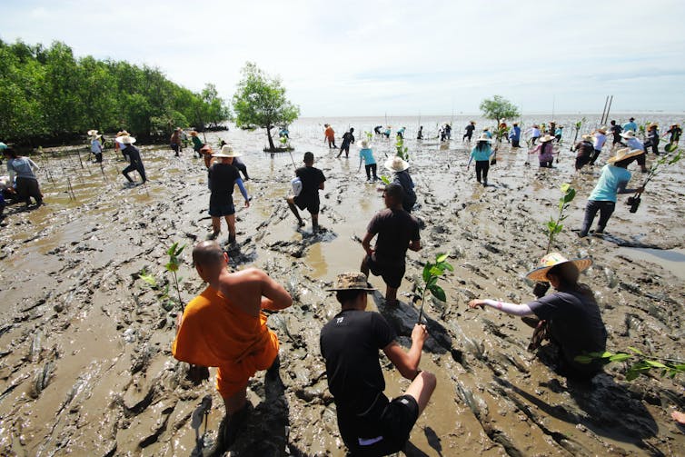 A group of people planting a mangrove forest next to the sea.