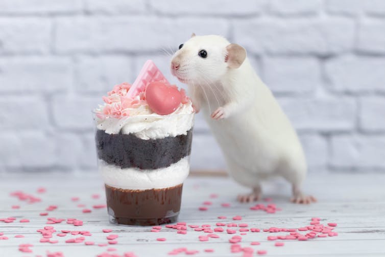 Artistic image of a white lab rat standing on its high legs to sniff a chocolate dessert.