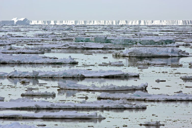 Antarctic sea ice, with the barrier of an ice shelf in the background