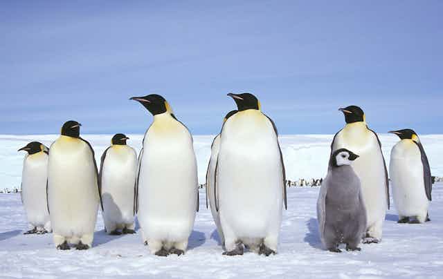 A group of Emperor penguins, with a chick