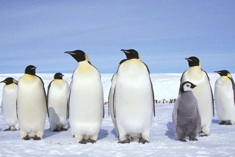 A group of Emperor penguins, with a chick