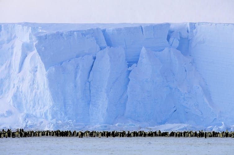 A line of Emperor penguins standing in front on an ice shelf.