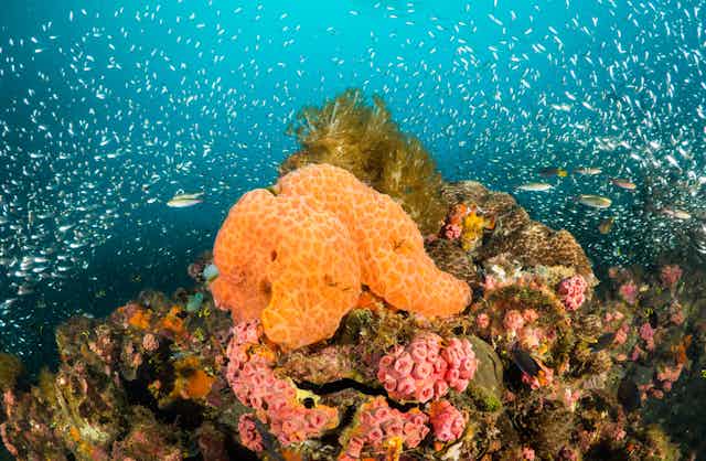 How To Look After Sea Sponges - My Reef