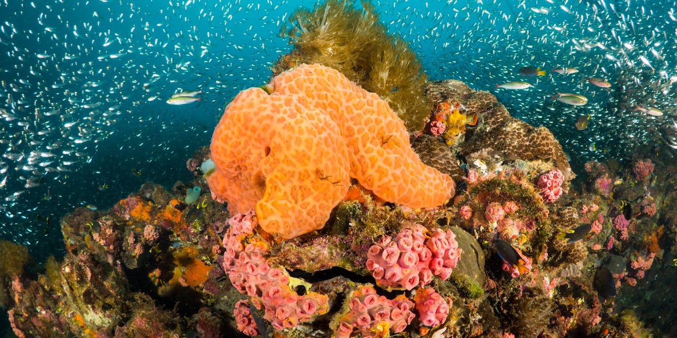 Dead Sea Sponges