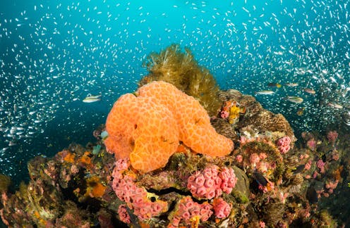 Bad break-up in warm waters: why marine sponges suffer with rising temperatures