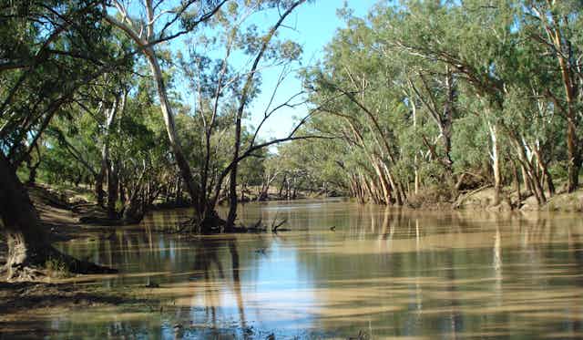 An image of a muddy river with overhanging trees