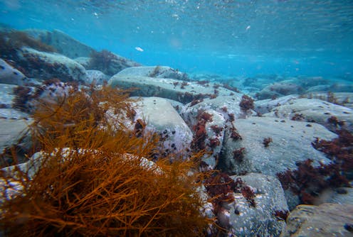 Can next week's special meeting in Chile break the deadlock over East Antarctica's marine park proposal?