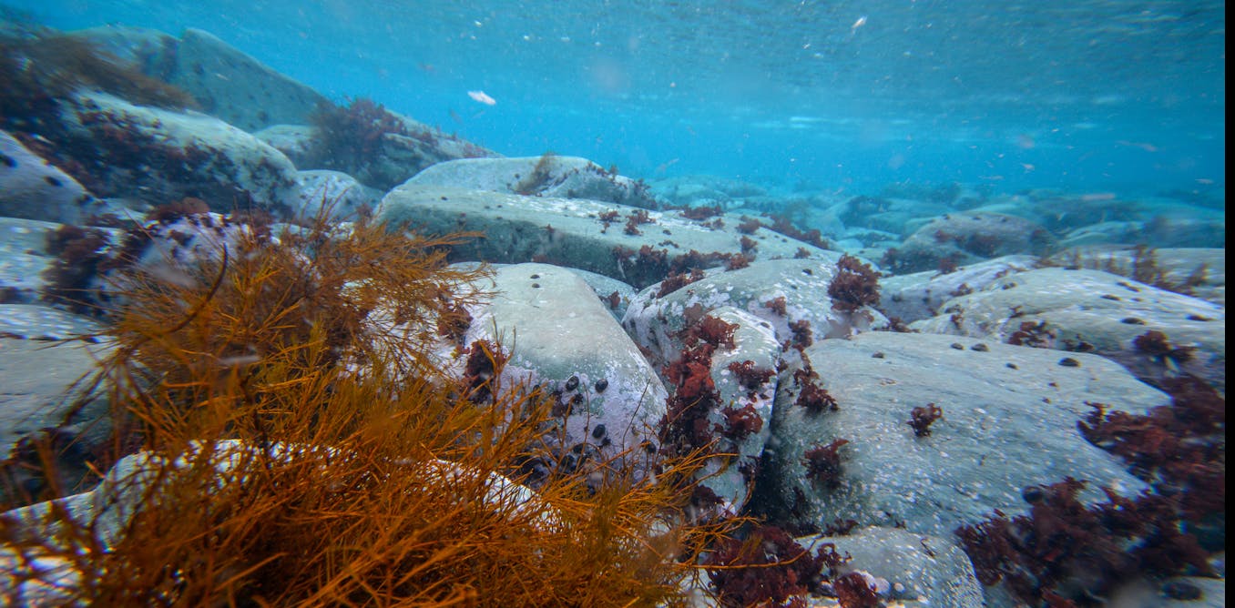 ¿Podría una reunión especial en Chile la próxima semana romper el punto muerto sobre el plan del parque marino de la Antártida Oriental? ¿Podría una reunión especial en Chile la próxima semana romper el punto muerto sobre el plan del parque marino de la Antártida Oriental?