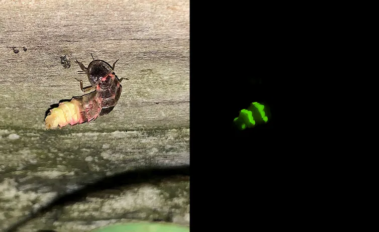 A composite image of a glow-worm on wood in bright light and one of a green, luminous abdomen in the dark.