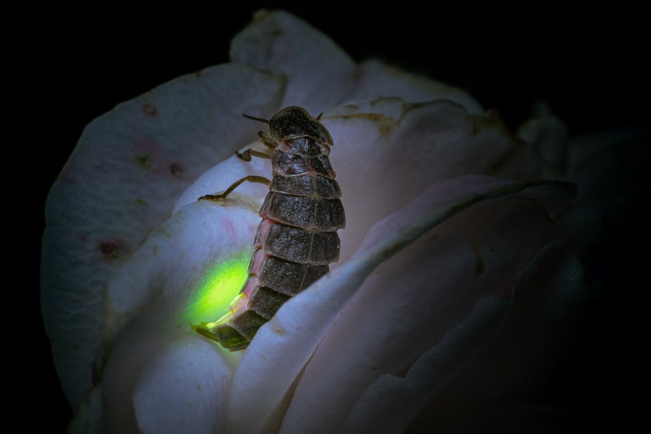 A beetle on a white flower with a green glow emanating from its lower body.