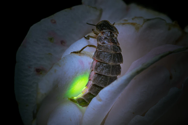 A beetle on a white flower with a green glow emanating from its lower body.