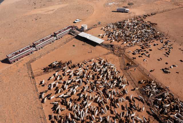 Aerial view of Beef cattle being loaded onto road trains in far western Queensland, Australia.