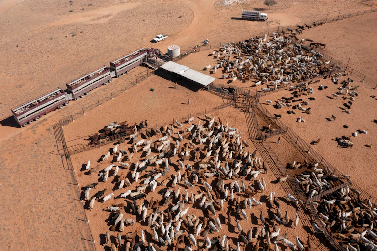 Aerial view of Beef cattle being loaded onto road trains in far western Queensland, Australia.