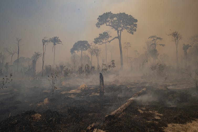 Smoky landscape photo, fire consumed land recently deforested by cattle farmers near Novo Progresso, Para state, Brazil.