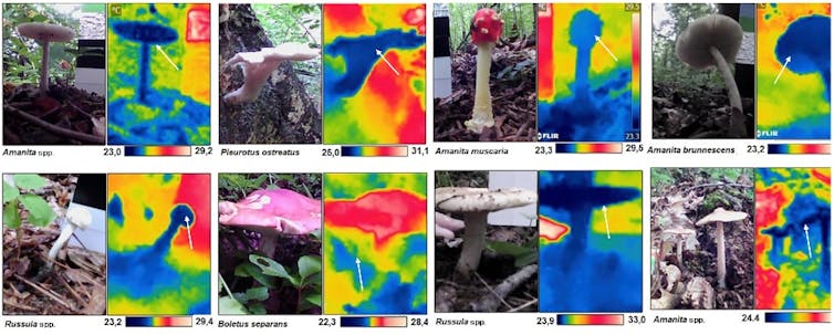 Termogramas de ocho setas en su hábitat natural que muestran que están más frías que el aire circundante.