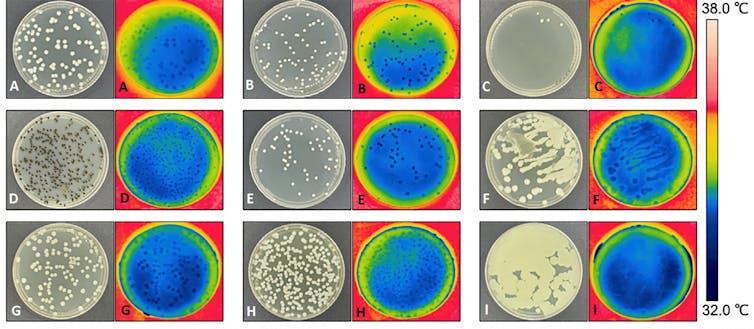 Termogramas de nueve cultivos de levaduras y mohos en placas de Petri con agar que muestran que los márgenes externos de las colonias están más calientes que el centro