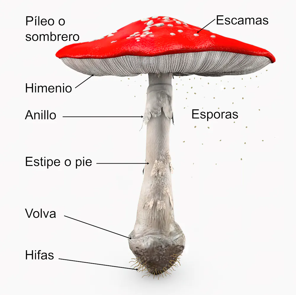 Hongo Del Riel Los hongos también sudan - EL NACIONAL
