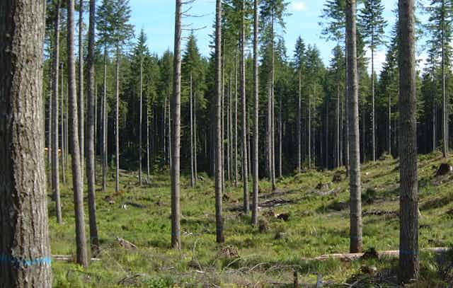 Retention trees in Douglas fir forest Washington USA