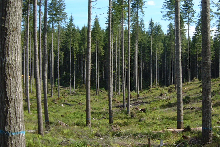Retention trees in Douglas fir forest Washington USA
