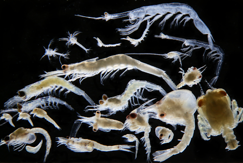 Oceans absorb 30% of our emissions, driven by a huge carbon pump. Tiny marine animals are key to working out its climate impacts